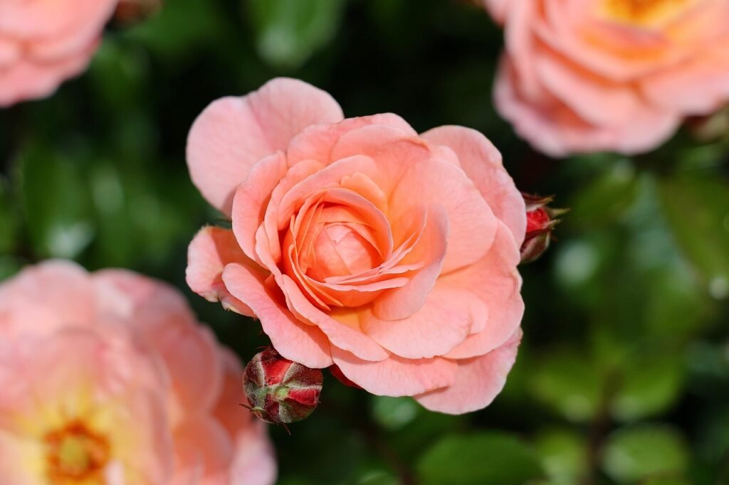 roses, peach roses, peach flowers, flowers, beautiful flowers, blossoms, leaves, garden, flower wallpaper, flower background, nature, close up